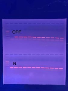 Taq-Polymerase