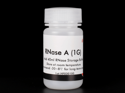 RNase A