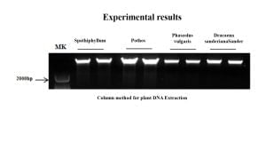 Kleine Mengen DNA aus neuartigen Pflanzengenomen -Extraktionskit
