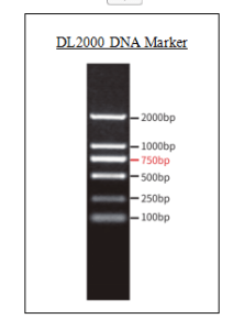 Marqueur d'ADN (DL2000)
