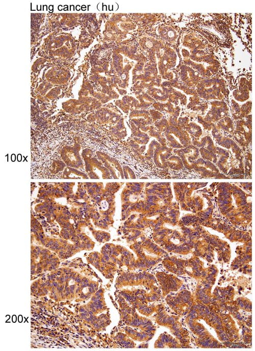 Solarbio Anti-CYCS Monoclonal Antibody - Image 2