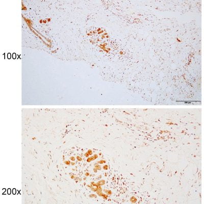 Solarbio Anti-GET3 Polyclonal Antibody