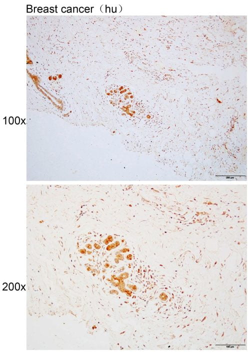 Solarbio Anti-GET3 Polyclonal Antibody