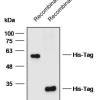 Anti-His Tag Monoclonal antibody