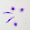 Crystal Violet Solution 0.5%
