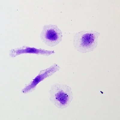 Crystal Violet Solution 0.5%