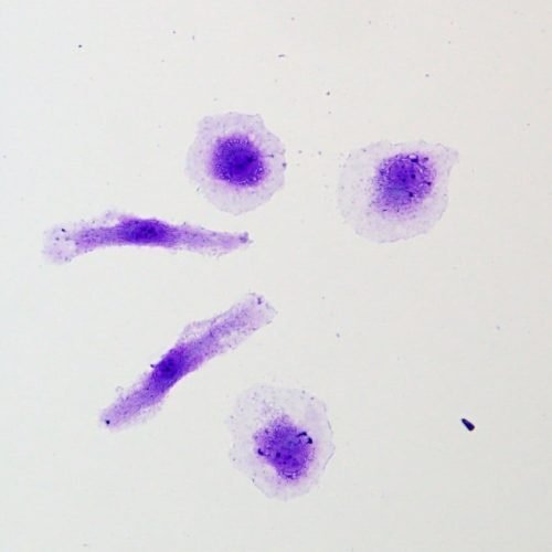 Crystal Violet Solution 0.5%