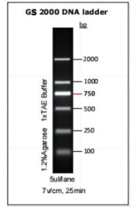 GS 2000 DNA ladder