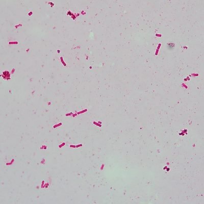 Kit de taches de flagella(Leifson)