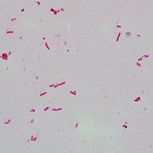 Kit de taches de flagella(Leifson)