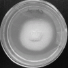 Lyticase from Arthrobacter luteus,Crude