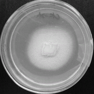 Lyticase from Arthrobacter luteus,Crude