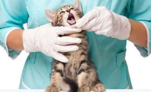 méthode de diagnostic rapide pour Canin (chiens) et félin (chats)