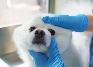 méthode de diagnostic rapide pour Canin (chiens) et félin (chats)