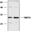 Western blot analysis with TMEPA antibody diluted at 1:2000;Lane: SKOV3,293T