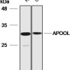Western-Blot-Analyse mit APOOL-Antikörper verdünnt bei 1:2000;Fahrbahn: K-562,U937