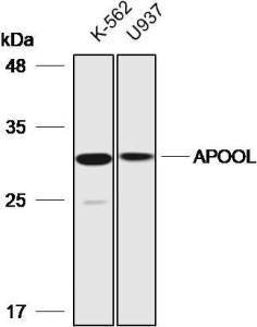 Western-Blot-Analyse mit APOOL-Antikörper verdünnt bei 1:2000;Fahrbahn: K-562,U937